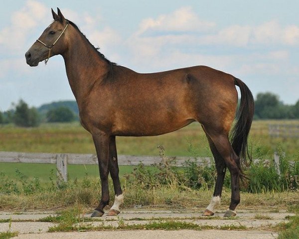 broodmare Datly (Akhal-Teke, 1998, from Vezipe)