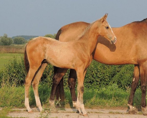 Pferd Azaris (Achal Tekkiner, 2013, von Sangam)