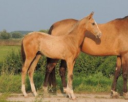 horse Azaris (Akhal-Teke, 2013, from Sangam)