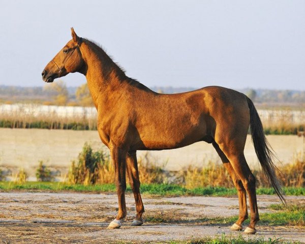 stallion Sangam (Akhal-Teke, 1997, from Dialog)