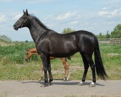 broodmare Karakush (Akhal-Teke, 1992, from 1020 Ajan 2)