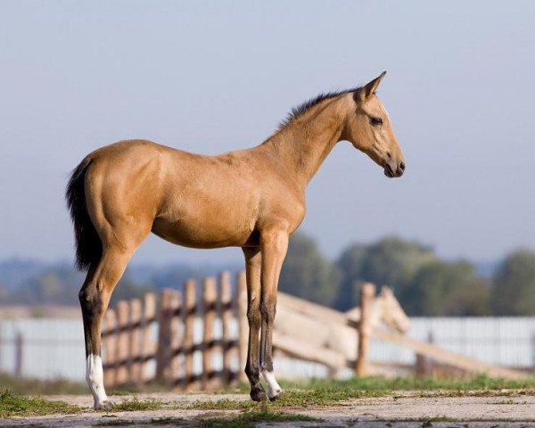 horse Gyulsheker (Akhal-Teke, 2010, from Shakhid)