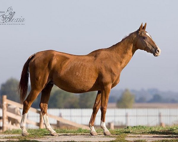 broodmare Gulshen (Akhal-Teke, 1992, from Dialog)