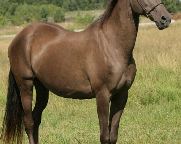 broodmare Mera (Akhal-Teke, 1988, from Rokot)