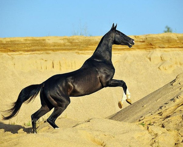 stallion Tokhtamysh (Akhal-Teke, 1999, from Khalif)