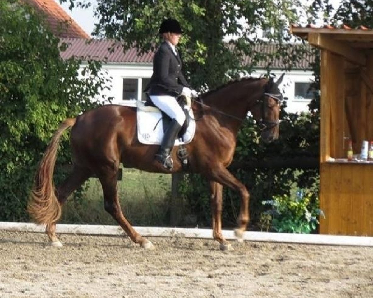 Pferd Royal Princess 31 (Hannoveraner, 2009, von Royal Blend)