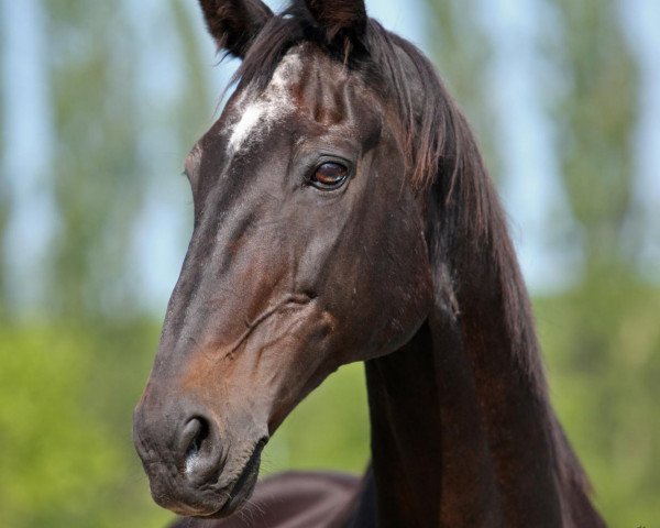 Pferd Karat 155 (Oldenburger, 1985, von Königstreuer xx)