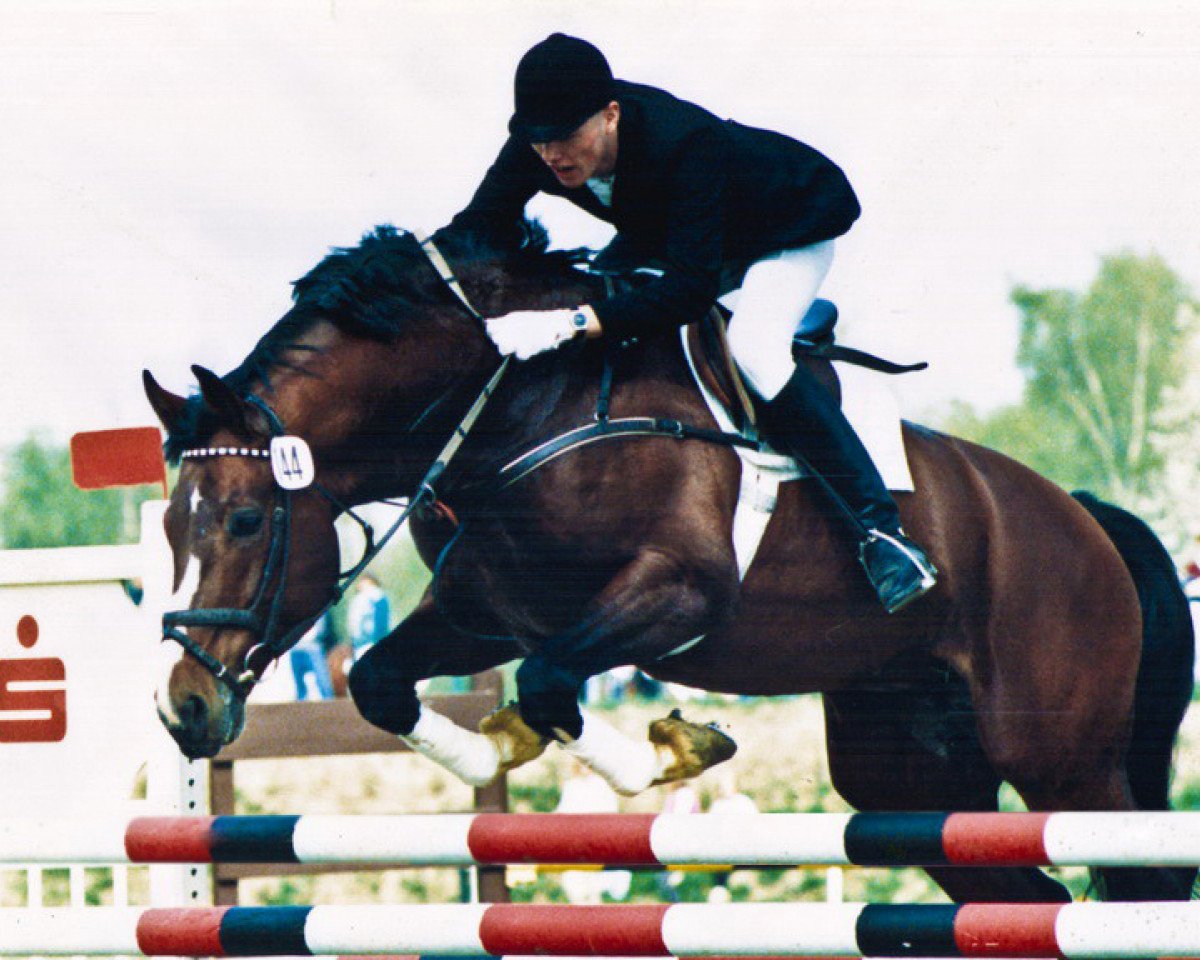 Deckhengst Falkner (Oldenburger, 1979, von Furioso II)