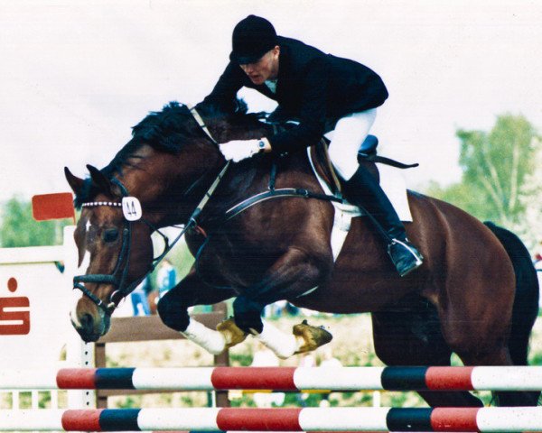 stallion Falkner (Oldenburg, 1979, from Furioso II)