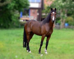 broodmare Tamara (German Riding Pony,  , from Marco Polo)