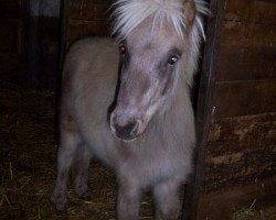 horse Rusty (German Classic Pony, 2011, from Ramiro)