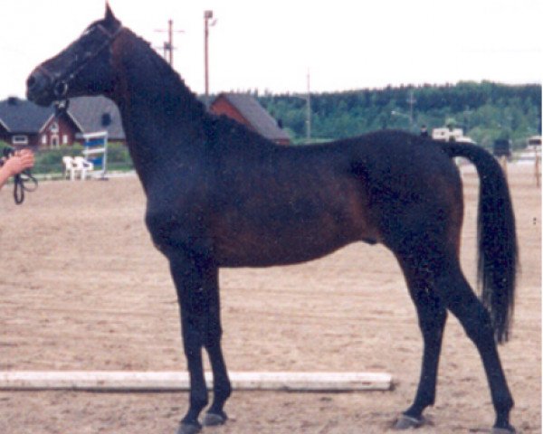 stallion Noiret AA FRA (Anglo-Arabs, 1979, from Iram de Chalezac AA)