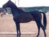 stallion Noiret AA FRA (Anglo-Arabs, 1979, from Iram de Chalezac AA)