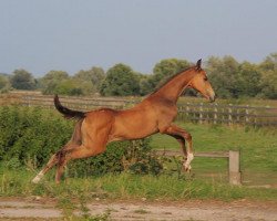 horse Psikheya (Akhal-Teke, 2013, from Sangam)