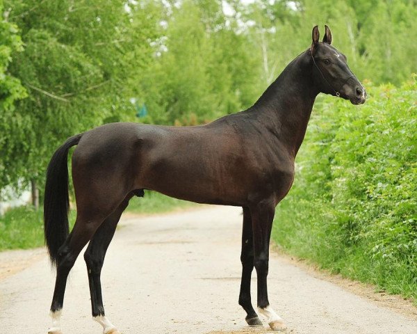 horse Polat-Girej (Akhal-Teke, 2010, from Garant)