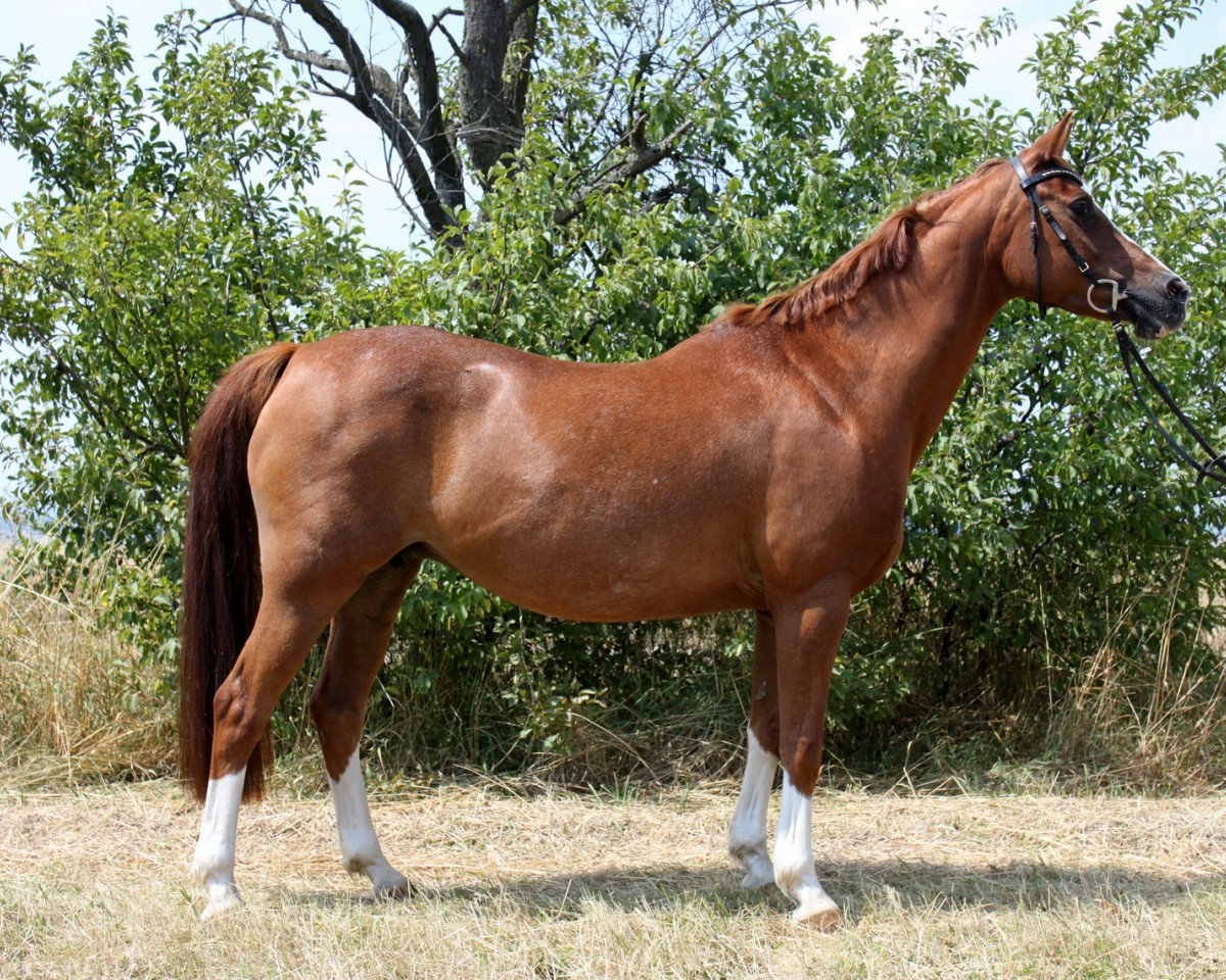 broodmare Ulfenbach Valeriana (German Riding Pony, 1991, from Three-B-Valerian)