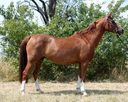 Zuchtstute Ulfenbach Valeriana (Deutsches Reitpony, 1991, von Three-B-Valerian)