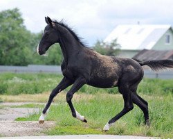 horse Angiras (Akhal-Teke, 2012, from Radzh)