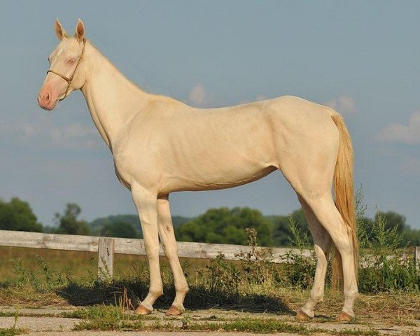 horse Mona (Akhal-Teke, 2007, from Opium)