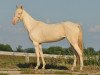 horse Mona (Akhal-Teke, 2007, from Opium)