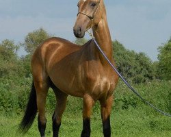 horse Bek-Murad (Akhal-Teke, 2006, from Mustang)