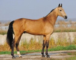 horse Bek-Mushir (Akhal-Teke, 2007, from Shakhid)