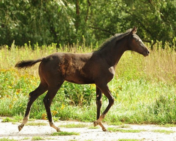 Pferd Biryusa (Achal Tekkiner, 2012, von Sangam)