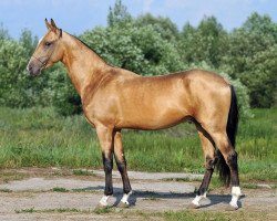 horse Altyn-Pasha (Akhal-Teke, 2009, from Pakistan)