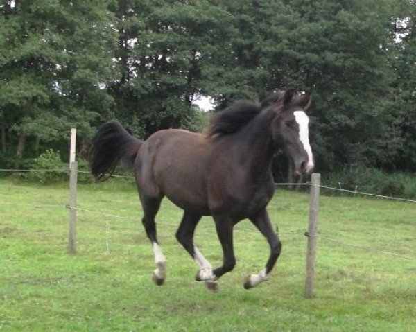 horse Tropical Dream (Hanoverian, 2008, from Toronto)