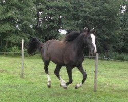 dressage horse Tropical Dream (Hannoveraner, 2008, from Toronto)