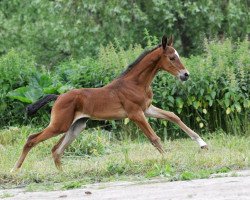 horse Demetra (Akhal-Teke, 2012, from Tyllagush 2)