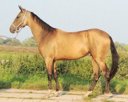 horse Karmelita (Akhal-Teke, 2011, from Tyllagush 2)