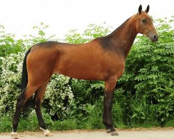 horse Bates (Akhal-Teke, 2010, from Tyllagush 2)