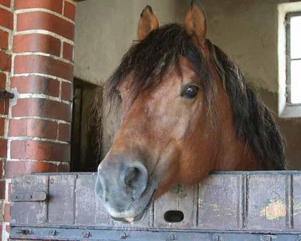 stallion Darius (Freiberger, 1987, from Dixan)