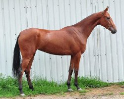 horse Atalanta (Akhal-Teke, 2010, from Tyllagush 2)