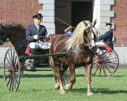 stallion Wylasko (Black Forest Horse, 1994, from Wido)