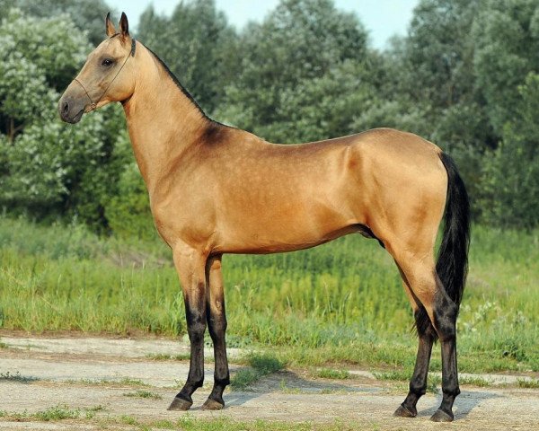 horse Battalkhasan (Akhal-Teke, 2009, from Tyllagush 2)