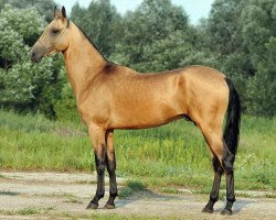 horse Battalkhasan (Akhal-Teke, 2009, from Tyllagush 2)