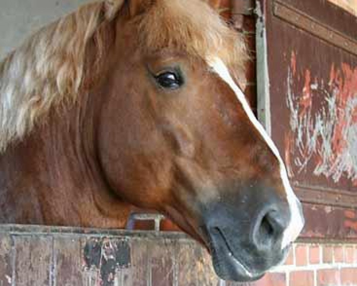 Pferd Major (Hann. Kaltblut(Schlesw.Urspr.), 2000, von Munkedal)