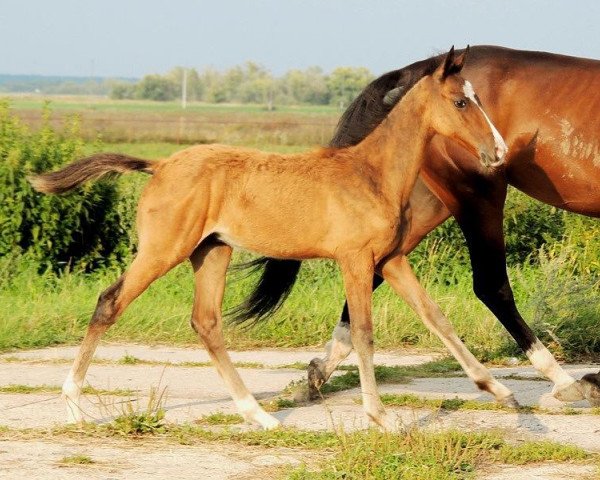 Pferd Amitayus (Achal Tekkiner, 2013, von Turkmentai)