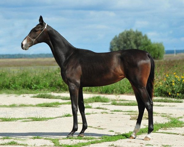 horse Aitys (Akhal-Teke, 2011, from Turkmentai)