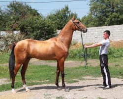 horse Ailant (Akhal-Teke, 2011, from Turkmentai)