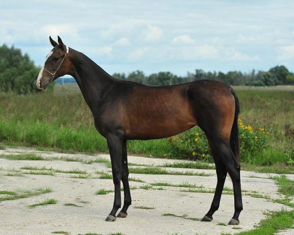 horse Paramita (Akhal-Teke, 2011, from Turkmentai)