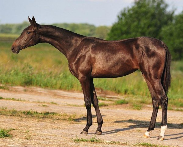 horse Kitana (Akhal-Teke, 2010, from Turkmentai)