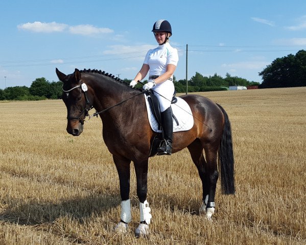 dressage horse Filou de Renée (Westphalian, 2007, from Flovino)