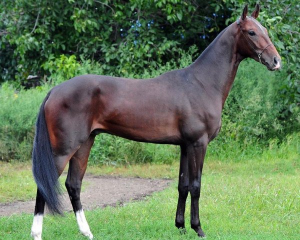 Pferd Muntasir (Achal Tekkiner, 2010, von Turkmentai)