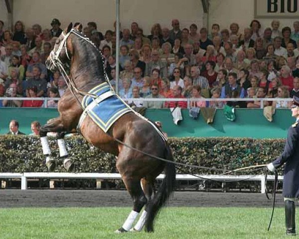 stallion Frappant (Hanoverian, 1988, from Werther)