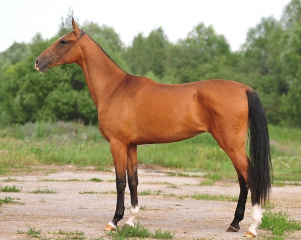 Pferd Misteria (Achal Tekkiner, 2009, von Turkmentai)