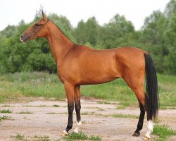 horse Misteria (Akhal-Teke, 2009, from Turkmentai)