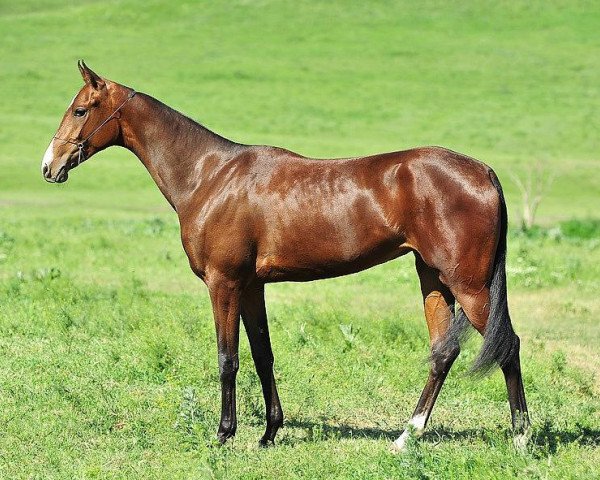 horse Antinora (Akhal-Teke, 2009, from Turkmentai)